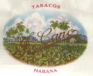 Flor De Cano