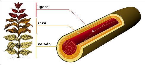 Anatomy of a Cigar